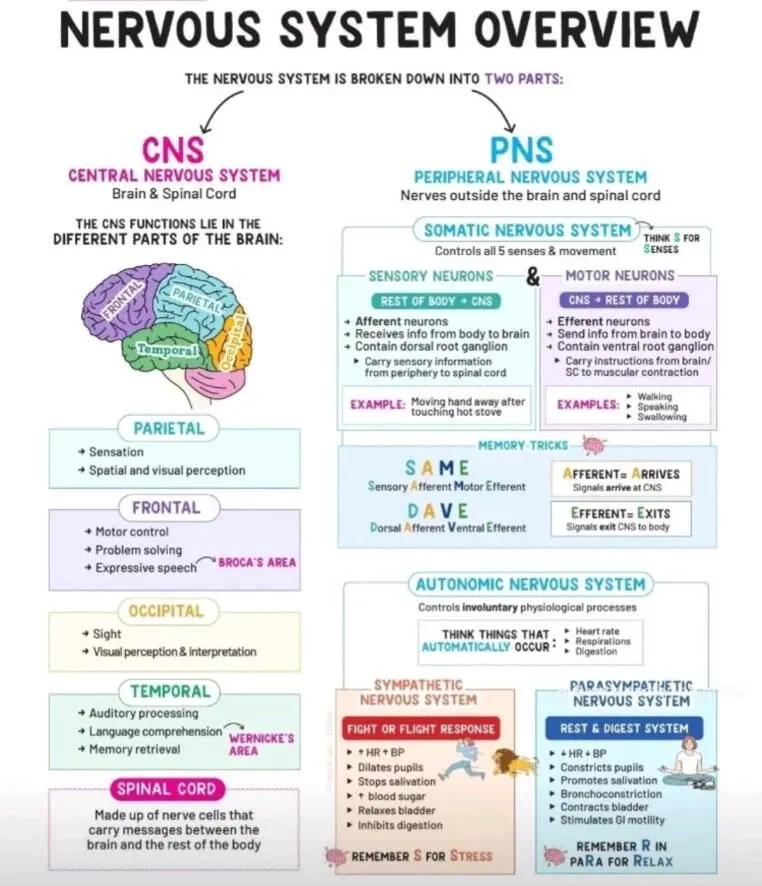 Nervous system overview