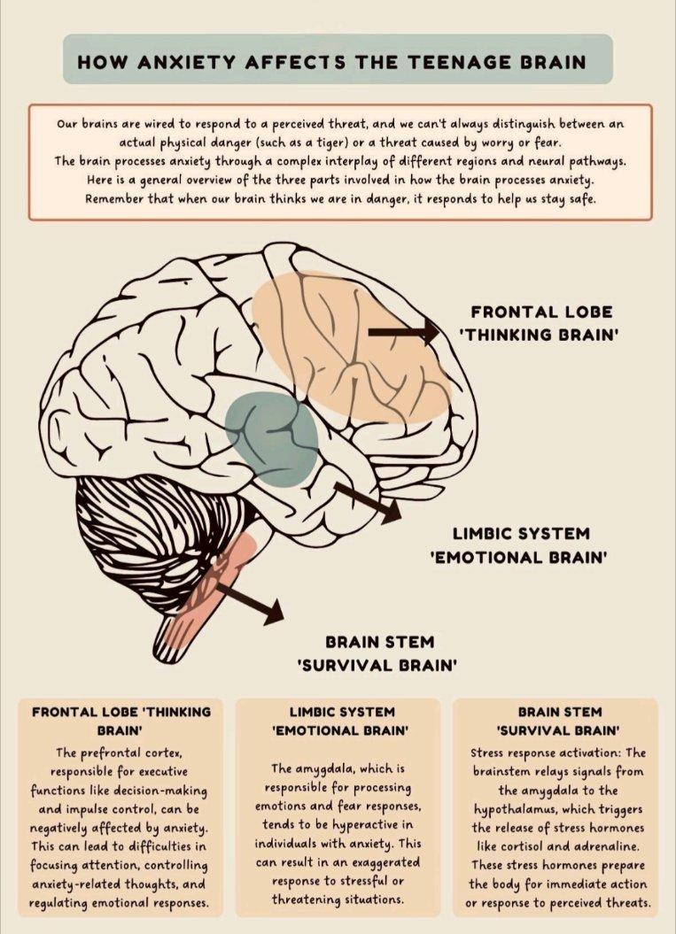 Anxiety and the teenage brain infographic